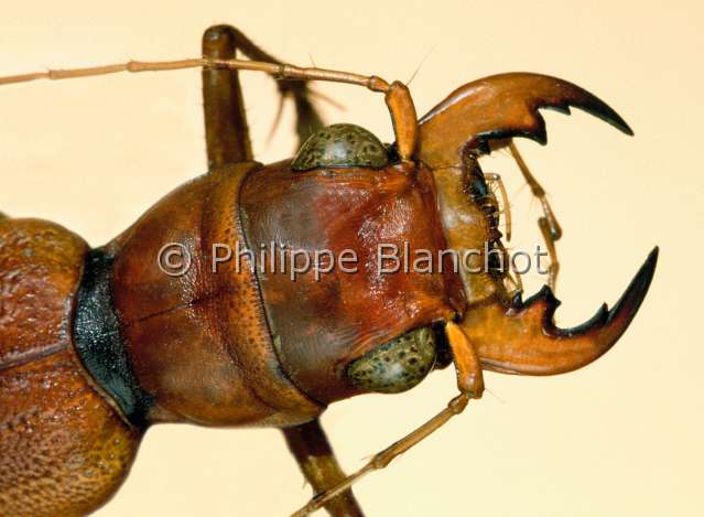 Megacephala klugi.JPG - in "Portraits d'insectes" ed. SeuilMegacephala klugiCicindeleTiger beetleColeopteraCicindelidaeEquateur